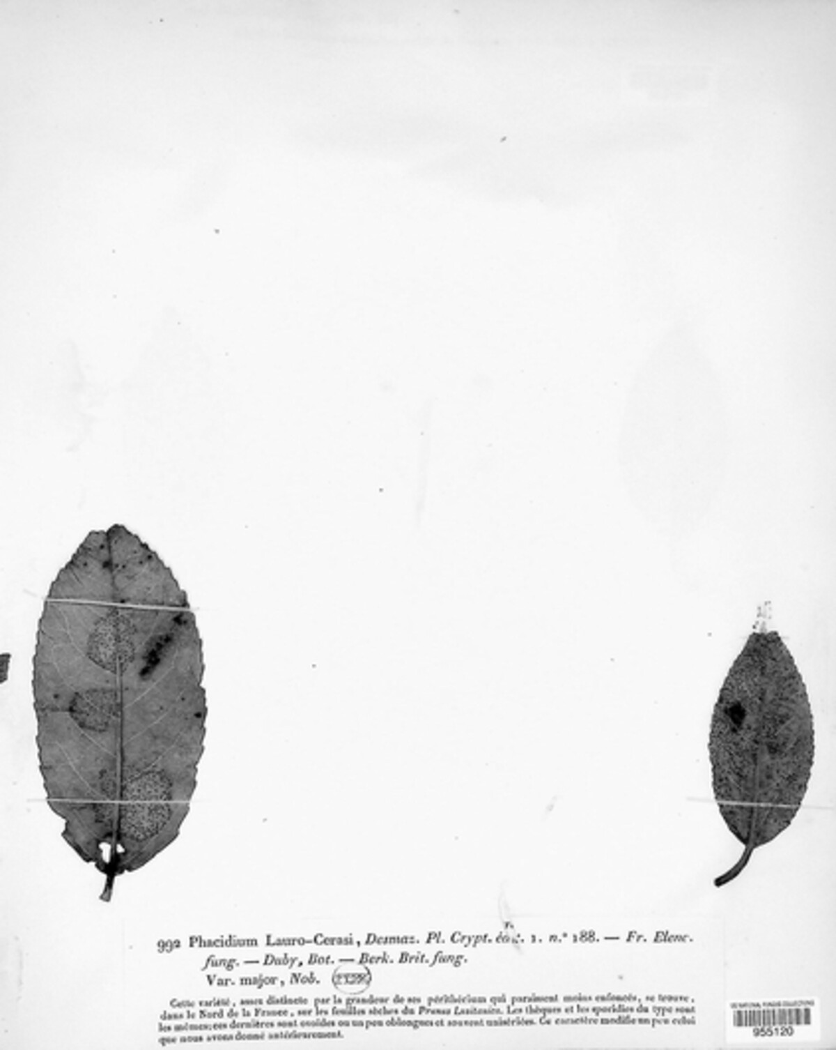 Trochila image